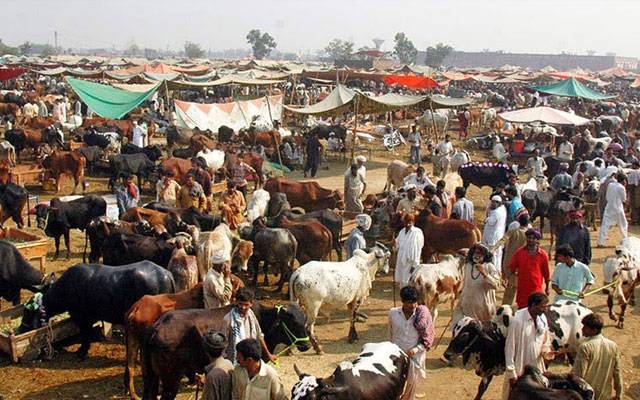 عیدقربان قریب آتے ہی مویشی منڈیاں سج گئیں، قیمتیں آسمانوں پر