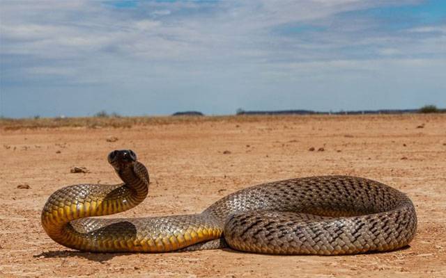 Snakes,after rain,City42