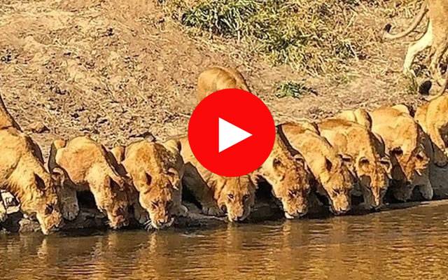 ایک ساتھ 20 شیروں کے پانی پینے کی ویڈیو وائرل