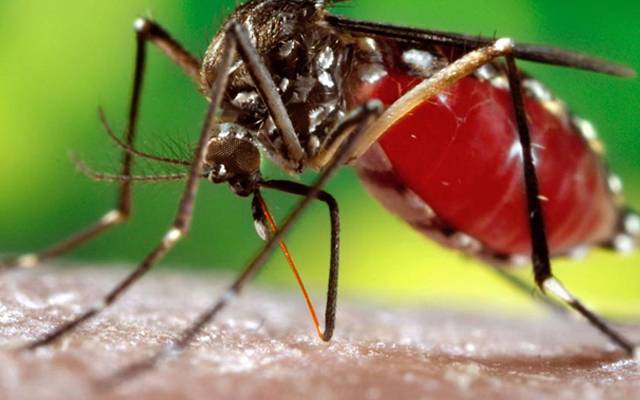  ڈینگی کا خطرہ ، محکمہ پرائمری ہیلتھ کی سنگین لاپرواہی 