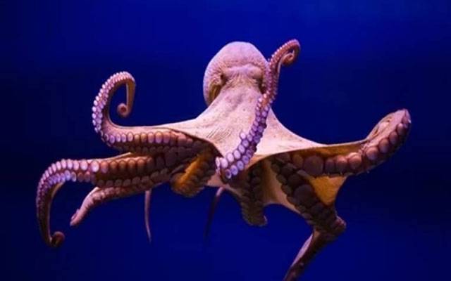 Singapur,octopus,man's throat,City42