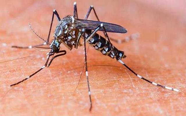  بارشوں کے بعد شہر میں ڈینگی کا خطرہ ، مریضوں کی تعداد بڑھنے لگی