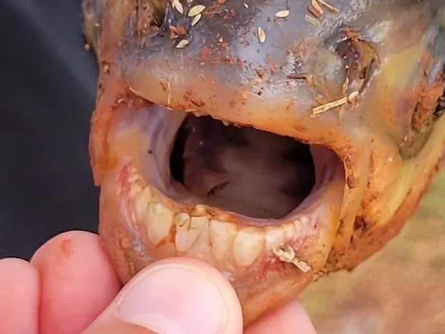  انسانی دانتوں والی مچھلی دریافت ، دیکھنے والے دنگ