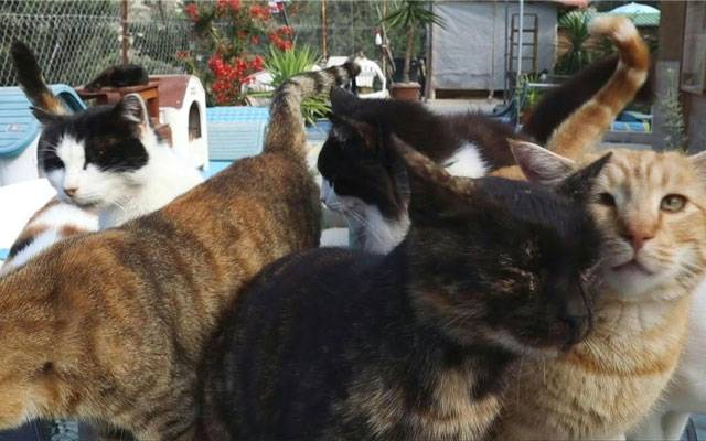 Cats in Poland and Cyprus caught by a new Corona Virus, City42