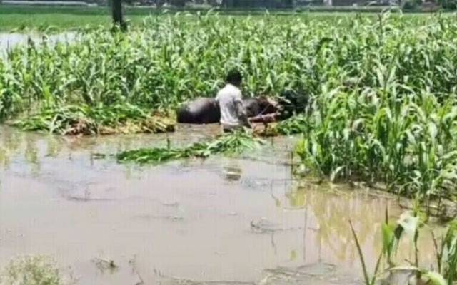 Heavy loses in Satluj river flood claimed by LESCO Officer