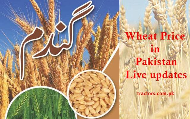 Grain Market, wheat prices, price hike, City42