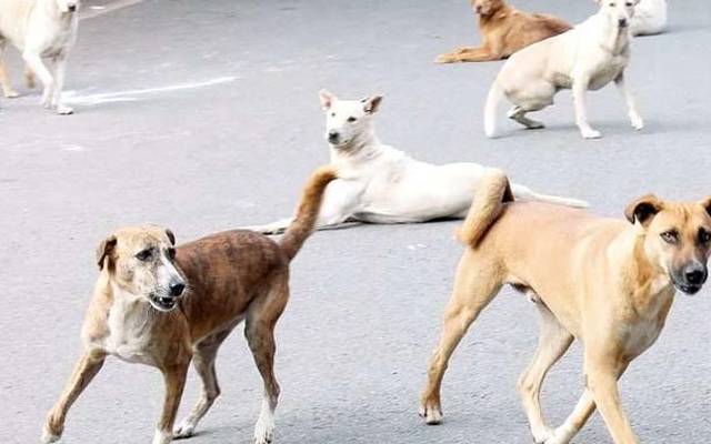  شہر میں کتے کاٹنے کے واقعات میں اضافہ
