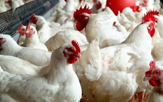 برائلر مرغی کے گو شت کی قیمت میں اضافہ ، نئی قیمت جاری