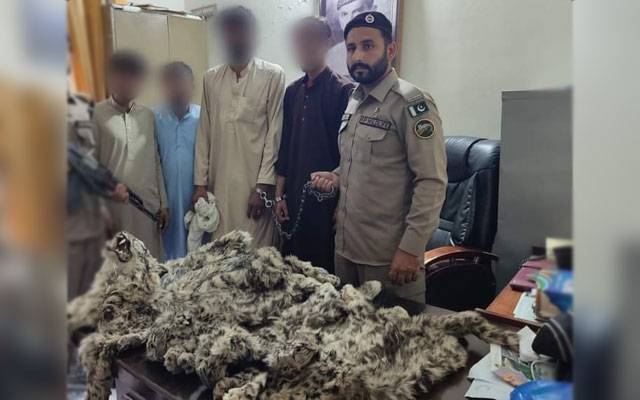محکمہ وائلڈ لائف کی کارروائی، برفانی چیتوں کی کھالوں کو سمگل کرنے والے چار ملزمان گرفتار 
