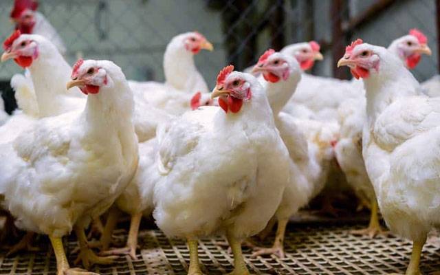 برائلر مرغی کے گوشت کی قیمت میں کمی  