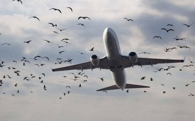 ائیرپورٹس پر پرندوں کو مارنے کا جدید سسٹم نصب کرنے کا فیصلہ