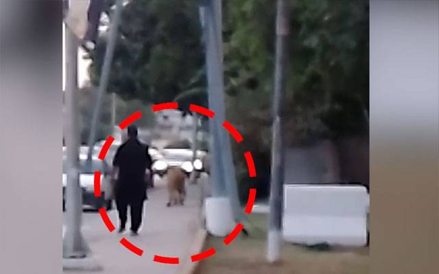 گاڑی سے شیر نکلنے کا واقعہ، وائلڈ لائف اہلکاروں نے شیر کو قابو کر کے پنجرے میں ڈال دیا 
