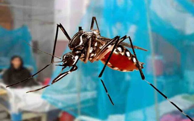 ڈینگی شہریوں پر قہر بن کر ٹوٹنے لگا! نوجوان ڈینگی بخار سے دم توڑ گیا