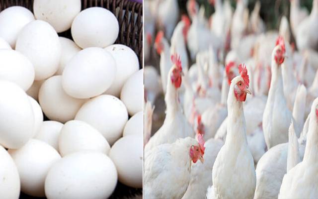  آج کے گوشت اور انڈوں کے ریٹس -ہفتہ 16ستمبر،2023