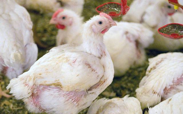 برائلر مرغی کے گوشت کی قیمت میں ریکارڈ اضافہ