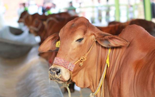  لاہور میں مویشی چور بھی کسی سے پیچھے نہ رہے