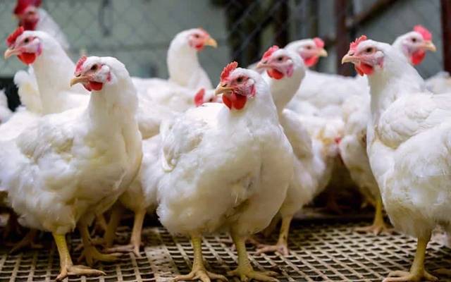  آج کے گوشت اور انڈوں کے ریٹس -منگل 26ستمبر،2023  