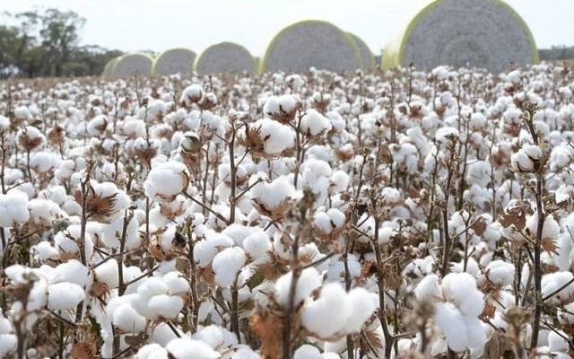 Punjab Cotton yield per hector increased by 48 present, City42, Mohsin Naqvi