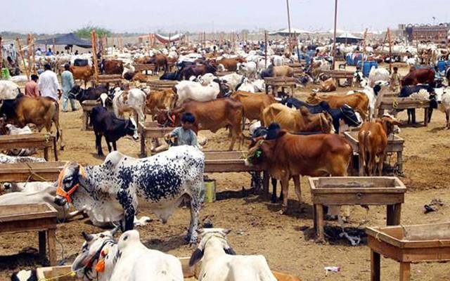  مختلف علاقوں سے 604 مویشی غائب