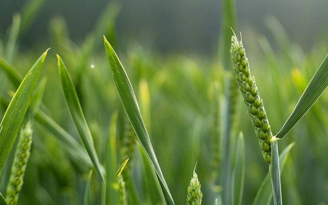 Wheat Support Price in Punjab, City42
