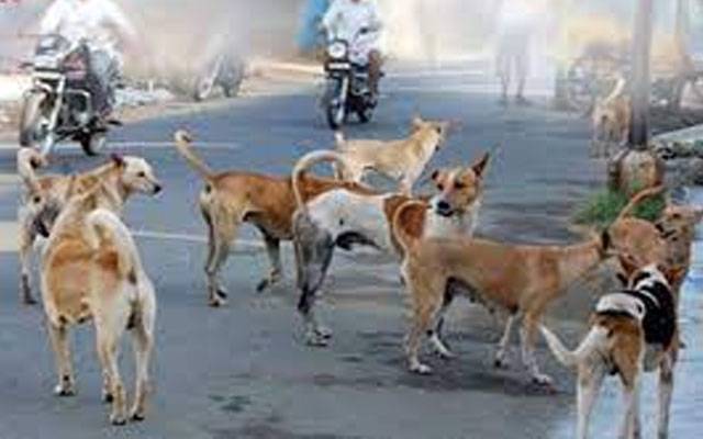  شہر میں آوارہ کتوں کی بھرمار، شہریوں کی جان خطرے میں پڑ گئی 