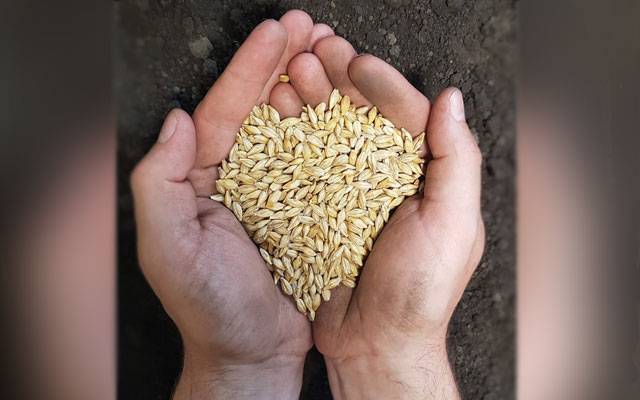 Wheat growing, Fertilizer black marketing, City42