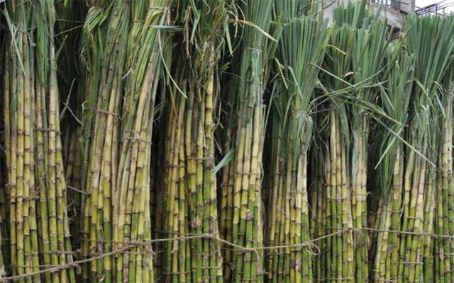 Sugarcane price, Sugarcane official price increased in Sindh, Support [price of sugarcane, 