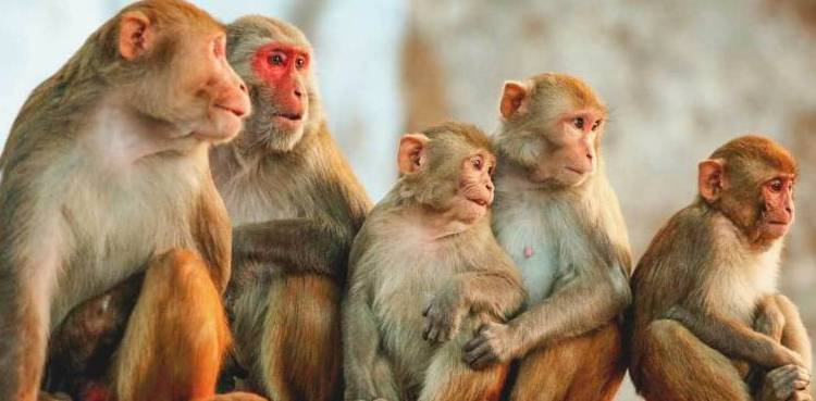  بندروں کا حملہ، 10 سالہ بچے کی آنتیں نکال دیں