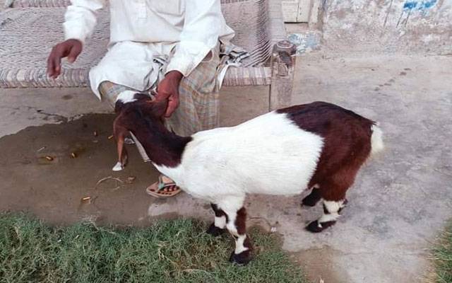 کراچی؛ پولیس اہلکار بکرے چرانے والے سے بکرا چھین کر فرار، مقدمہ درج