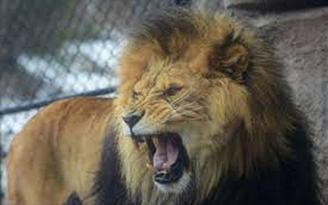 چڑیا گھر میں شیر کے پنجرے سے لاش ملنے کا واقعہ ، ابتدائی رپورٹ سامنے آگئی