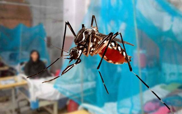 شہربھرمیں ڈینگی کےواربدستورجاری، 32نئےکیسزسامنےآگئے