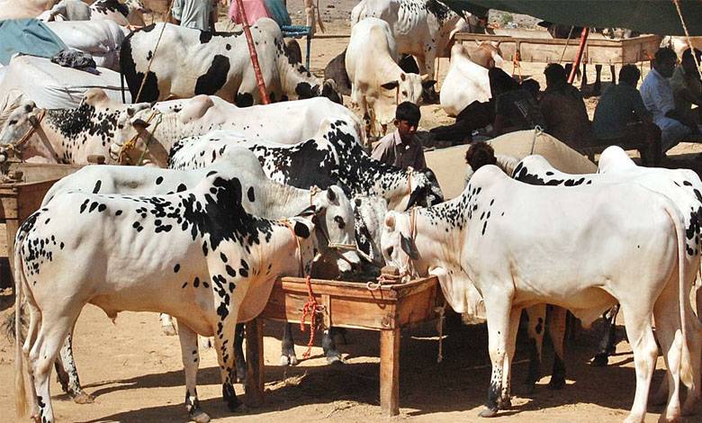محکمہ لائیو اسٹاک پنجاب نے مفید مادہ جانور کو ذبح کرنے پرپابندی عائد کردی