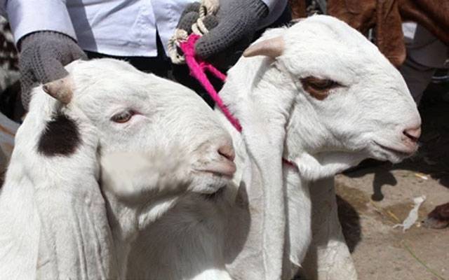Animal Theft cases, Crimes round up, City42, Lahore Crimes scene, 