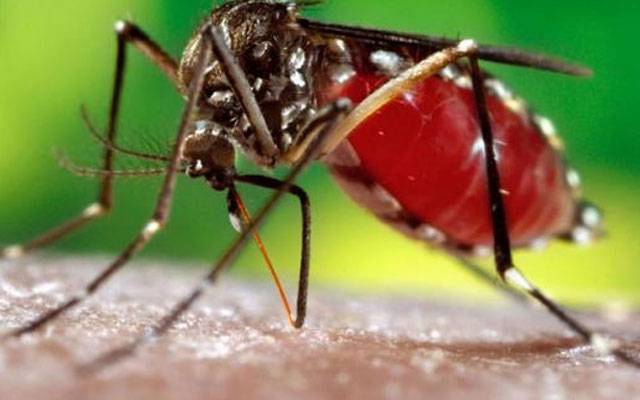 ڈینگی وائرس ایک اور قیمتی زندگی نگل گیا