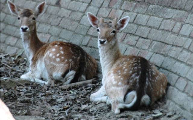 Jallo Park, Dears disappear from Jallo PArk, Lahore, City42 