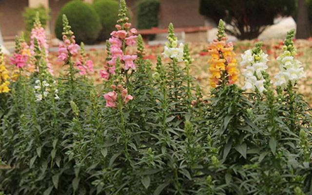 Lahore spring, City42, Sunny day, Lahore weather, climate, air quality, roof tops, parks 