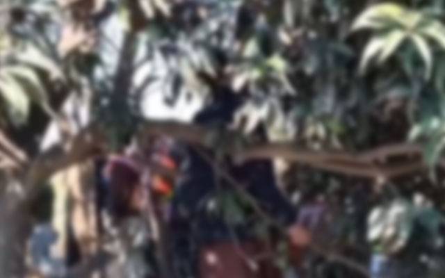  پسرور؛ تھانہ صدر کی حدود میں نوجوان کی درخت سے لٹکتی لعش برآمد
