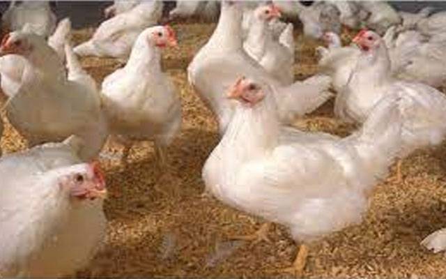  مرغی کے گوشت کی   قیمت میں بڑی کمی