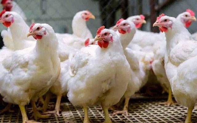  برائلر مرغی کےگوشت کی قیمت میں کمی