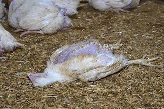  فوڈ اتھارٹی کی کارروائی ,600 کلو مردہ مرغیاں برآمد ،8من مردہ گوشت موقع پر تلف