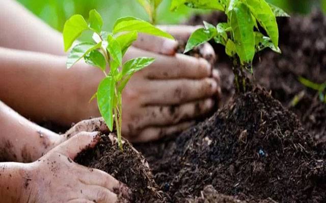 پلانٹ فار پاکستان مہم، ایونیوون میں میاواکی پودے لگائے گئے