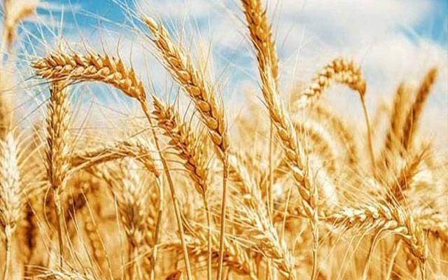 Wheat Price in Punjab, City42 