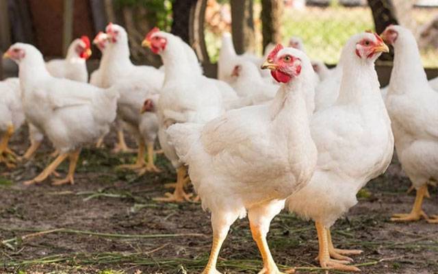 برائلر مرغی  بھی غریب کی پہنچ سے باہر ،قیمت میں بڑا اضافہ 