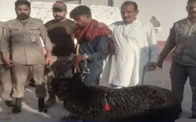 ٓٓAnimal Cruelty law, Combing Operation, Punjab Wild Life Department, City42, 