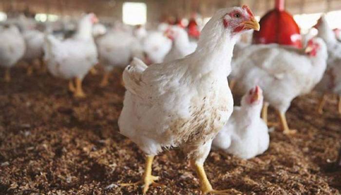 برائلر چوزے کی قیمتیں بھی آسمان سے باتیں کرنے لگیں