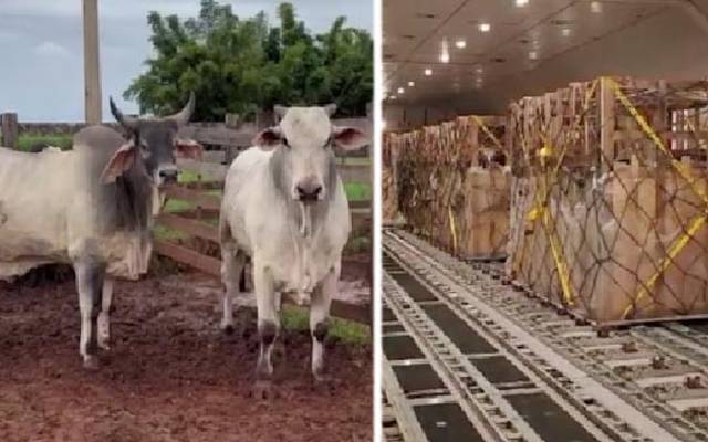 برازیل سے اعلیٰ نسل کے مویشیوں کی پہلی کھیپ پاکستان پہنچ گئی