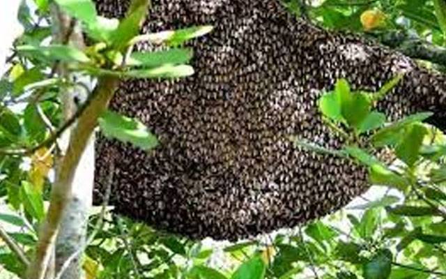 عید پر پکنک منانے پارک آئے لوگوں پر شہد کی مکھیوں نے حملہ کر دیا