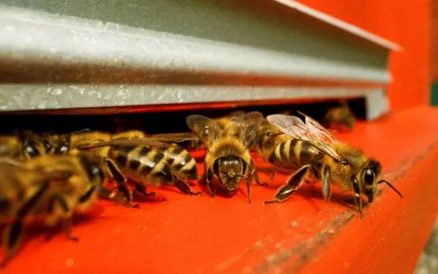 Honey Bees attack humans, City42, Mandi Bahaudin, City42 