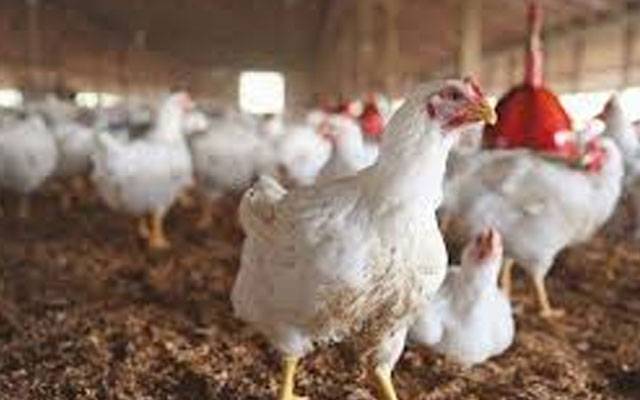 پنجاب پولٹری ٹریڈرز کا کل مکمل ہڑتال کا اعلان