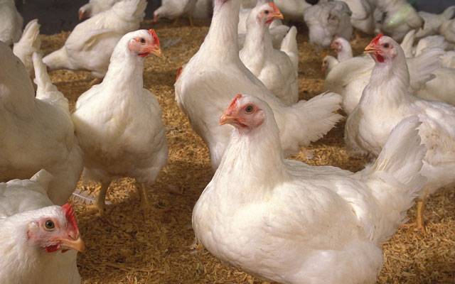 لاہور کے مختلف علاقوں میں مرغی کی دکانیں بند